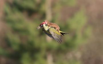 woodpecker and weasel 