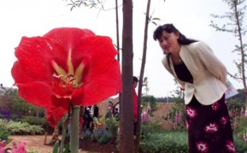 A tourist looks at a flower in China's International Horticulture Exhibition in Kunming, capital of southwest Yunnan Province.