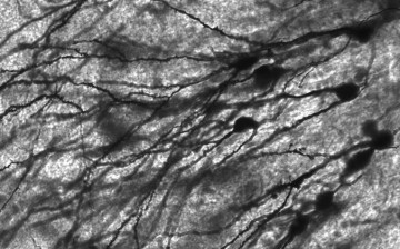 Neurons