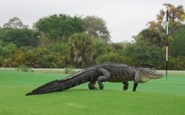 Alligator on Englewood, Florida golf course 