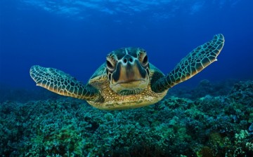 The Green Sea Turtle