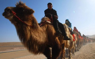 A line of camel-riding tourists heading to the Crescent Moon Spring.