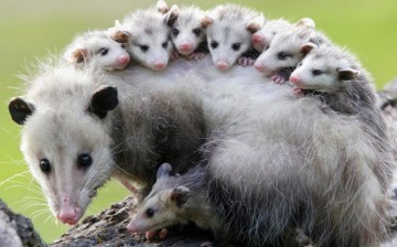 Opossums