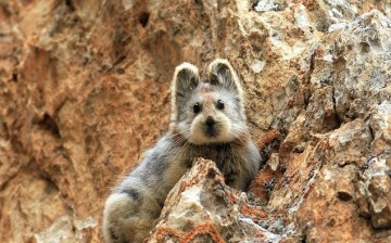 The Ili pika was rarely seen again for 20 years in China.