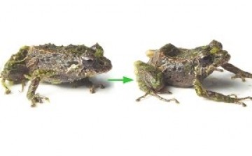 First discovered shape-shifting frog species