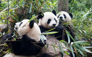 Pandas are apparently not that reclusive says new study.