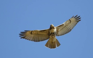 Hawk