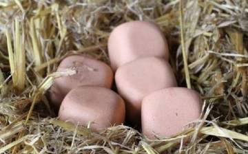 Square eggs from Oregon