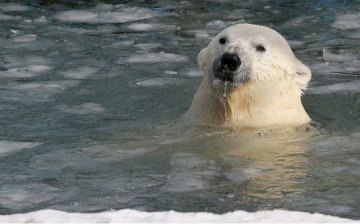 Polar Bear