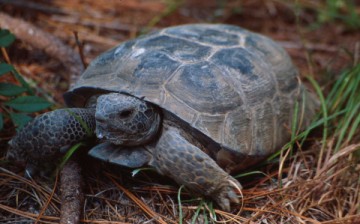 Gopher Tortoise