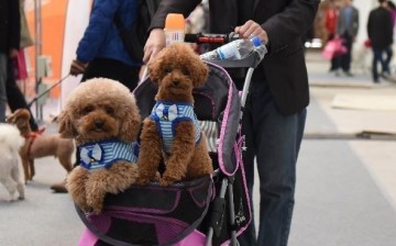 A photo shows two teddy dogs sitting in a buggy.