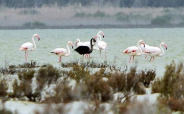 black flamingo