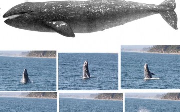 Gray whale illustration (top) and gray whale breaching (below)