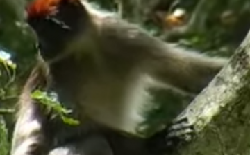 A Red Colobus monkey is an example of an endangered primate. 