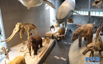 The photo taken on April 17, 2015, shows the exhibits in the Shanghai Natural Museum. 