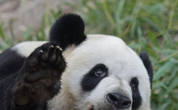 The photo taken on March 31, 2015, shows giant panda Yalin which will be sent to the Macao Special Administrative Region (SAR) on April 30, 2015. 