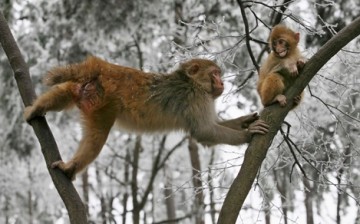 A female macaque seen on a snow-covered tree at a park in Guiyang, Guizhou Province.