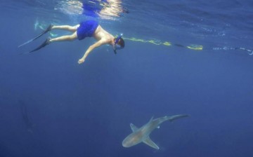 a tourist swimming with a sandbar shark in Hawaii