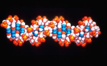 DNA molecule