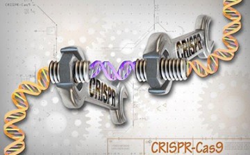 CRISPR-Cas9 is a customizable tool that lets scientists cut, copy and paste small pieces of DNA at precise areas along a DNA strand.