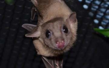 Bat