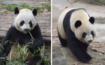 China's gesture of giving pandas to different nations is the country's act of diplomacy.