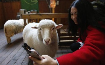 A Chinese tourist taking a selfie with a sheep at Sheep Cafe in Seoul, South Korea.