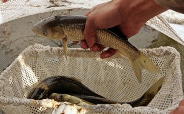 A grass carp from China was brought to Kashmir's famous Dal Lake in Srinagar, to remove choking weeds, lily pads and other water plants. 