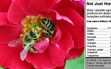 Honeybees and their value to humans