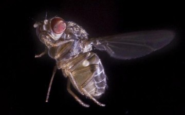 Fruit Fly Research Paves The Way For Studies Into Human Emotion