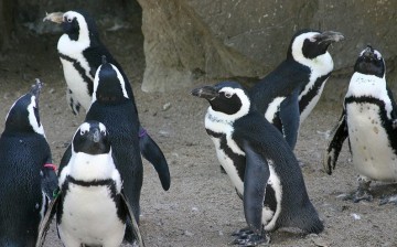 Denver Zoo’s African penguins will “vanish” for two short periods today on the 10th anniversary of Endangered Species Day.