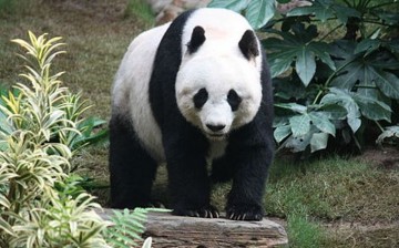 The China Conservation and Research Center for the Giant Panda has been breeding pandas in captivity and releasing them into the wild.