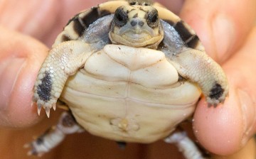 On May 10, 2015 at the National Zoo, a baby spider tortoise broke its way out of its shell, and the second one is expected any day.   