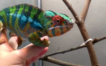 panther chameleon 
