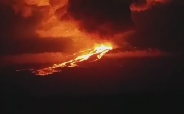 Wolf Volcano on Isabela island in Galapagos is now erupting sending lava flows down to the homes of rare pink iguanas.