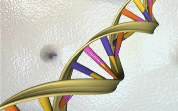 A DNA double helix is seen in an undated artist's illustration.