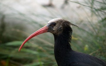 The last few Bald Ibis remain untraceable after ISIS storm Plamyra town in Syria
