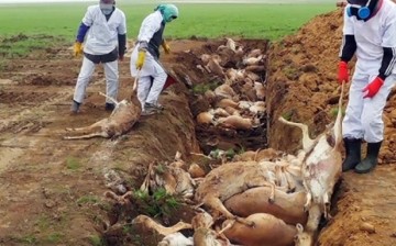 More than 120,000 endangered saiga antelopes in Kazakhstan have mysteriously died in just two weeks.