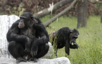 Chimps