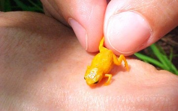 Seven new species of miniature frogs were discovered in the Brazilian Atlantic rainforest.
