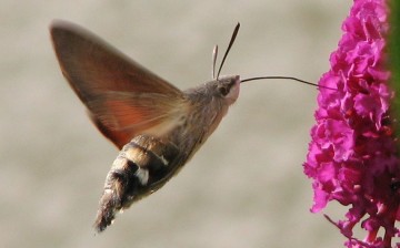 moth pollinating flower 