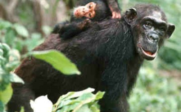 All chimpanzees including those living in captivity will now be protected under the Endangered Species Act. 