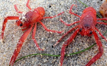 Pelagic Red Crabs