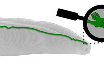 Worms apparently possess magnetosensors to detect the Earth's magnetic field.