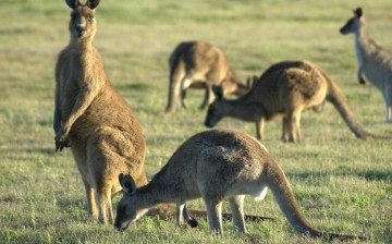 All kangaroos in Australia are apparently left handed.