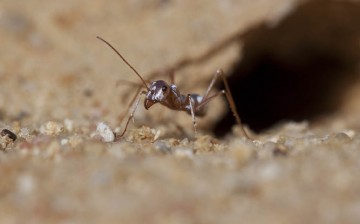 Saharan silver ants