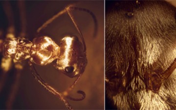 Silver ant optical macro with two panels. Left: Saharan silver ants forage in the midday sun and look like droplets of mercury rolling on the desert surface. Right: The silvery appearance is created by a dense array of uniquely shaped hairs.