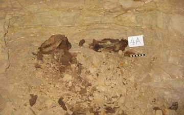 Mummified dog remains in Saqqara, Egypt.