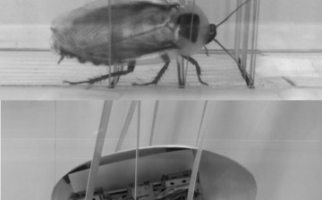 Robot cockroaches with a smooth round shell traverse easily through obstacles.