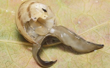 Invasive species New Guinea flatworm devours snails and earthworms, disturbing local ecosystems.